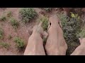 Wandering elephants wear 'straw hat' to escape the heat