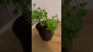 Repotting my parsley I bought from the supermarket