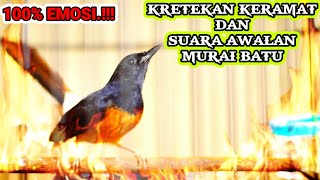 Kretekan dan suara awalan murai batu memancing EMOSI langsung GACOR.[HD]