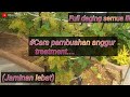 #Cara pembuahan anggur dan treatmentnya..(jaminan lebat)