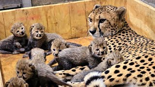 Leopardo dando a luz y amamantando leopardo bebé en el zoológico