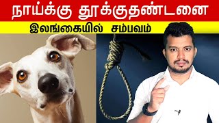 நாய்க்கு தூ*க்*குதண்*டனை | இலங்கையில் சம்பவம் | tamil | | thanioruvan