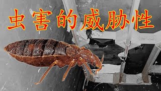 语燕之约 -  PART 55 - 【KUTU 对屋燕的影响】虱要如何处理 ？我们做对了吗？