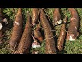 Sweet cassava harvest