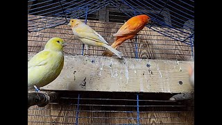 kanarki, sprzątanie klatki,canaries, cleaning the cage,канарейки, чистка клетки