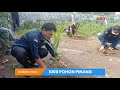 INILAH TANAM POHON PINANG PELUANG MENJANJIKAN