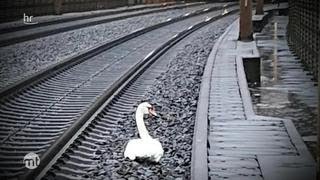 Ein Schwan in großer Trauer | maintower