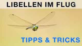 Libellen im Flug fotografieren - Tutorial Naturfotografie