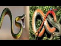 पुणे के इस फ्लेट में मिले 144 जहरीले सांप pune flock of deadly snakes shocks cops