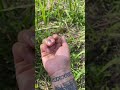 素手ハント asmr アウトドア キャンプ アクアリウム 虫とり 虫 蝶 公園 釣り tattoo タトゥー 水槽 自然