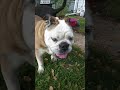 English Bulldog Discovers New Species