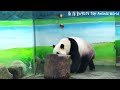 圓寶一直站起來往後場看，圓寶想找保育員 熊貓貓熊the giant panda yuan yuan and yuan bao 台北市立動物園