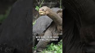 Lonesome George | The Loneliest Animal In The World