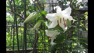 小さな窓の花ごよみ 1820 桔梗と百合の花カサブランカ  ♪ サラバンド harp 他 ♪