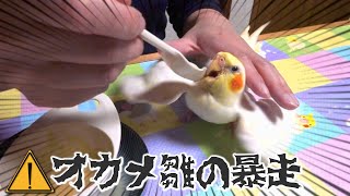 笑えるオカメインコ雛のさし餌│生後2か月