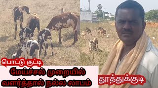 பொட்டு குட்டி மேய்ச்சல் முறையில் வளர்த்தால் நல்ல லாபம்//pottukutty // thoothukudi