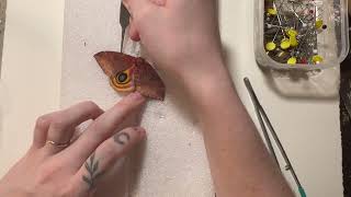 Insect Pinning Tutorial-Wildflower Oddities