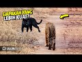 SENGITT ! Inilah Yg Terjadi ketika Macan Hitam vs Harimau Bertemu & Bertarung || Pertarungan Kucing