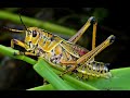 These Grasshoppers are Ready to Steal ALL the Food from the Ants!