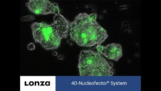 How it Works - 4D-Nucleofector™ X Unit