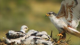 Hungry Hawk Chicks Keep Mom Busy