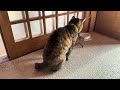 水をガブ飲みするラム🐾🐾　 猫 cat