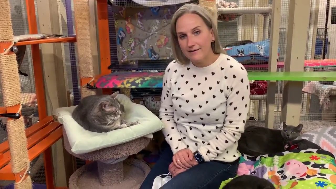 Video Of Adoptable Pet Named Kitty Kitty - YouTube