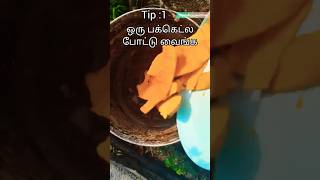 பைசா செலவே இல்லாம செடி சூப்பரா வளரும் | Plant growth tip #gardeningtips #gradening #usefultips