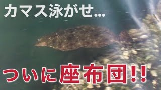 一匹だけ釣れたカマスを泳がせてみたら奇跡が起きました【泳がせ釣り】【ジグサビキ】