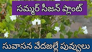 సమ్మర్ సీజన్ ప్లాంట్ - సువాసన వేదజల్లే పువ్వులు. #garden #beautifulterracegarden #jasmineplant