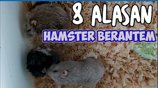 PENYEBAB HAMSTER BERKELAHI ❗