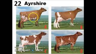 Dairy Cattle Breeds