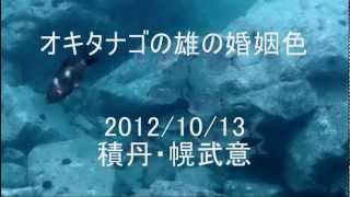 オキタナゴの雄の婚姻色　2012/10/13　積丹・幌武意