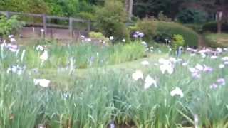 ２０１３０６０５　町田薬師池　カルガモと花菖蒲1