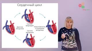 Физиология человека и животных. Строение и автоматия сердца (Зыбина А. М.)