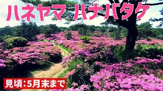 【万年山】はなぐり登山口からお花畑のみ【2023年5月23日】