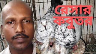 অরজিনাল রেসার কবুতর কিনুন মিন্টু ভাইয়ের কাছ থেকে। আফসান গ্রিজেল রেসার কবুতর।@mohsintv69