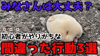 【じゃがいも】絶対NG！失敗の原因となる間違った行動3選を紹介します。【家庭菜園】