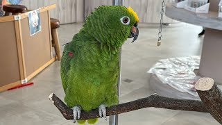 Lovely Parrot talking Chinese live streaming #bird #hello #bye