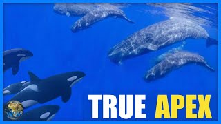 Do Sperm Whales Fight Orca?