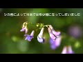 山野草・夏編＃51　ナンテンハギ