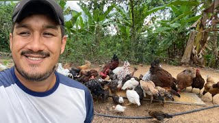 TRATANDO MINHA CRIAÇÃO DE GALINHAS / ESTÃO LINDAS + MUDANDO PINTINHOS DE CASINHA!!!