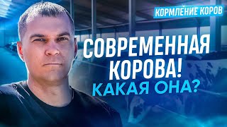 Современная корова. Какая она?