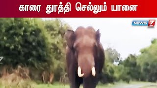 யானை துரத்தும் பதைபதைக்கும் காட்சிகள்