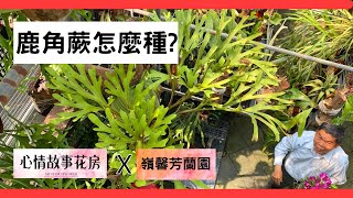 鹿角蕨怎麼種?  熱門觀葉植物  鹿角蕨介紹  |  線上購買鹿角蕨  心情故事花房 嶺馨芳蘭園