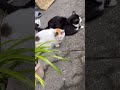 【地域猫】ご近所猫の仲良しチャコちゃんとクロちゃん　 shorts