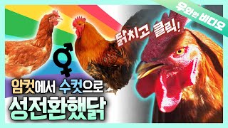 암탉이 수탉으로 성전환?! 이게 가능해? 네...┃Sex Reversal from a Hen to a Rooster...?