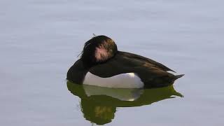 東京で野鳥観察【キンクロハジロとスズガモの見分けが難しい】カルガモのシンクロ✨浜離宮恩賜庭園と旧芝離宮恩賜庭園で野鳥撮影。0121　#身近な生き物語　#キンクロハジロ　#スズガモ