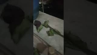 sada hua rose mila #short#rose#shortvideo