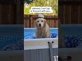 The world’s neediest dog #PoolTime #SwimmingDog #shorts